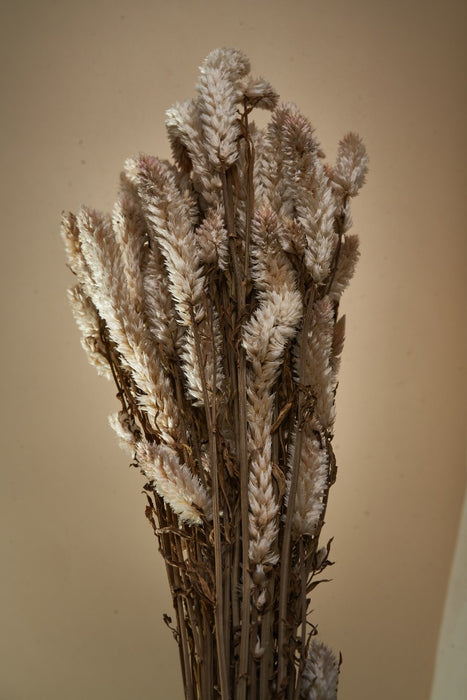 DRIED PHALARIS