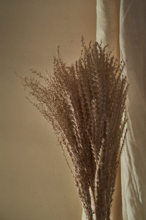 BOHO PAMPAS GRASS