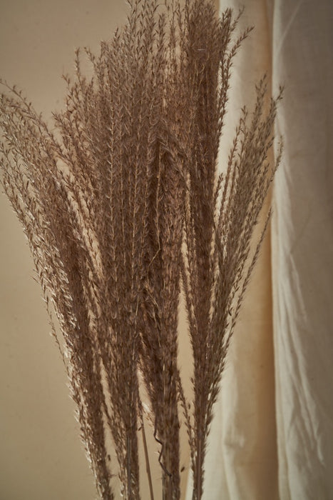 BOHO PAMPAS GRASS