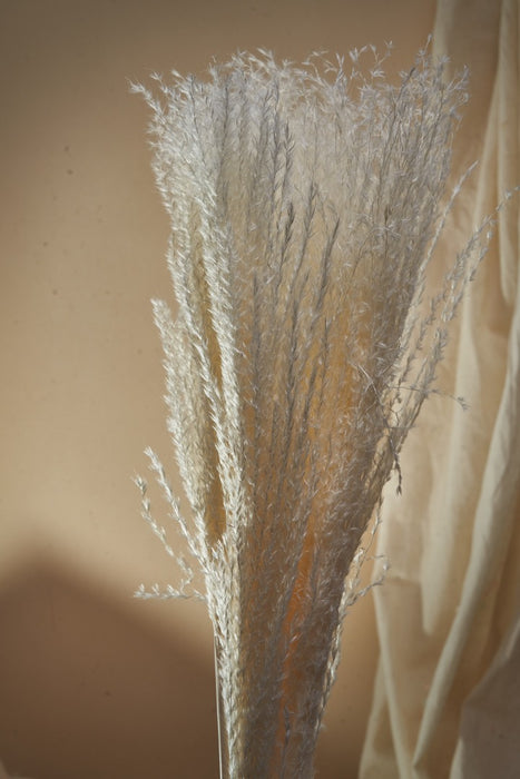 BOHO PAMPAS GRASS