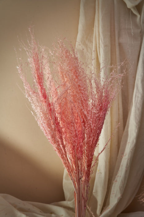 BOHO PAMPAS GRASS