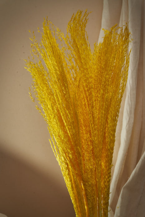 BOHO PAMPAS GRASS