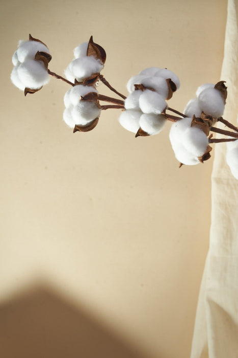 COTTON BALL FLOWER