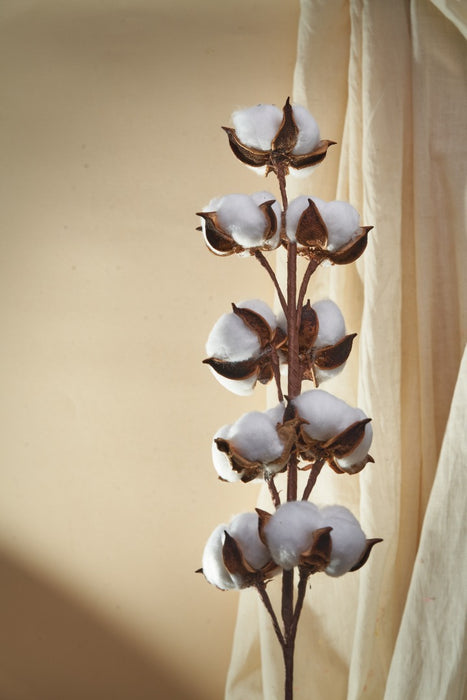 COTTON BALL FLOWER