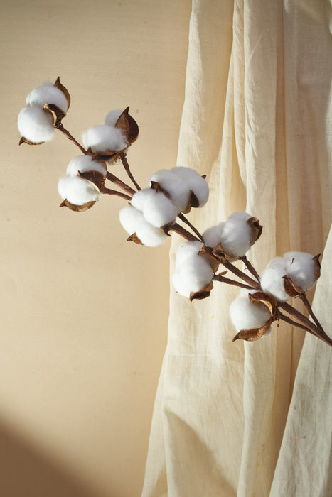 COTTON BALL FLOWER