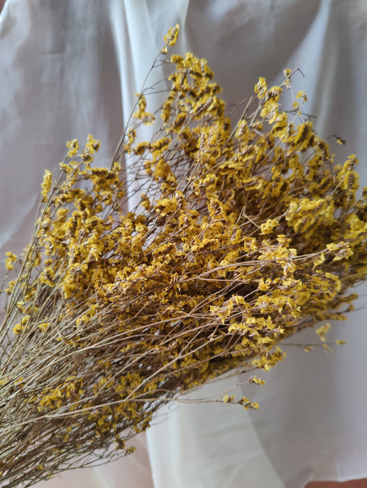 Sambucus Nigra Dried Flower Bunch