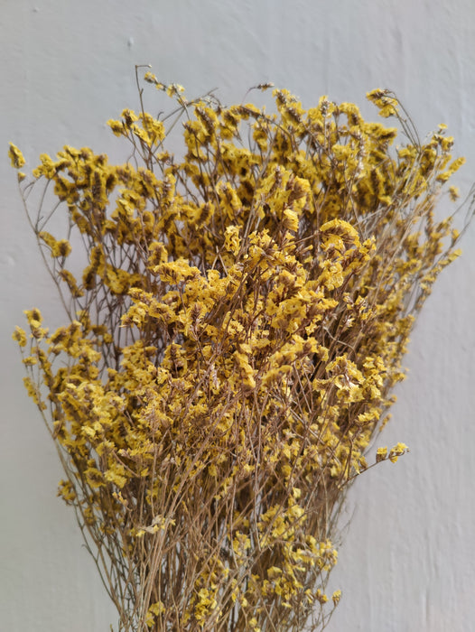 Sambucus Nigra Dried Flower Bunch