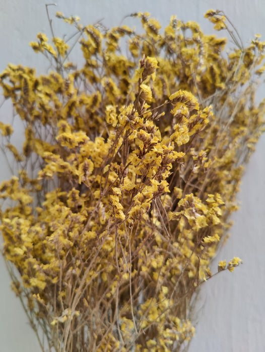 Sambucus Nigra Dried Flower Bunch