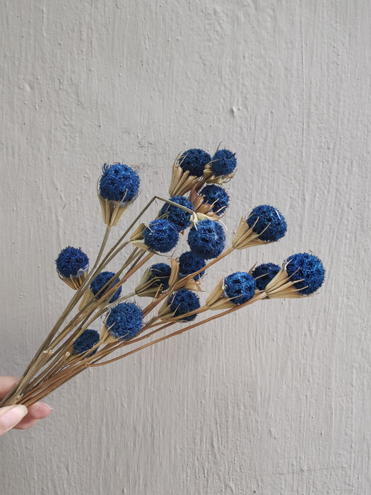 Crespedia Billy Buttons