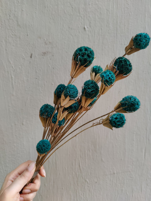 Crespedia Billy Buttons